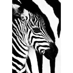  Zebra Foal Mother & Baby Stripes Wildlife PAPER POSTER 