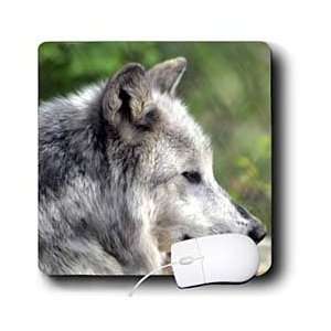    WhiteOak Photography Wolves   Wolf   Mouse Pads Electronics