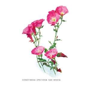  Oenothera Speciosa Var Rosea 12x18 Giclee on canvas