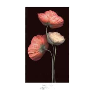 Poppy Trio S. G. Rose Flowers Floral Print 12x20 Poster 