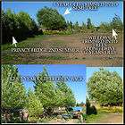 FAST GROWING WILLOWS (50)   Beautiful Hybrid Willow (Austree) Tree 
