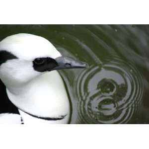  Smew Taxidermy Photo Reference CD