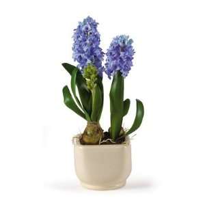   Natural Hyacinth w/Glazed Pot Silk Flower Arrangement