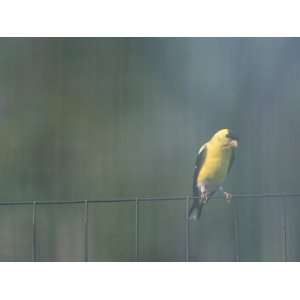  A Male American Goldfinch Perched on a Fence Photographic 