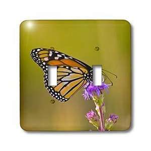 VWPics Butterflies   Monarch butterfly on blazing star flower   Light 