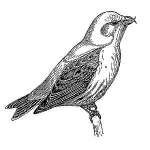   inch x 4 inch Greeting Card Line Drawing Crossbill