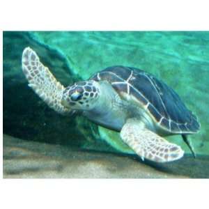  Green Sea Turtle Mug