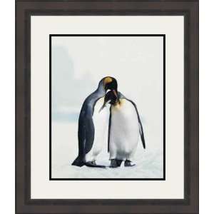  King Penquin by Joel Simon   Framed Artwork