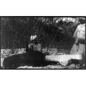 Roosevelt China Expedition, 191?,beside dead animal