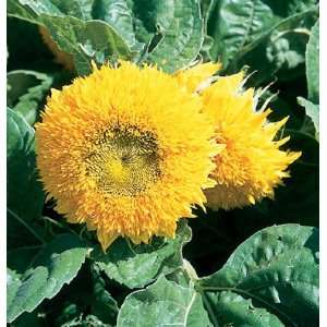  Davids Sunflower Teddy Bear 50 Seeds per Packet Patio 