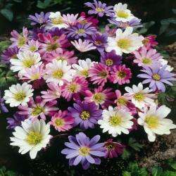 35 Mixed Anemone Flower Bulbs   Daisy Like Flowers  