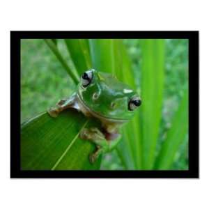  Green Tree Frog Posters Prints