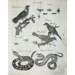   Britannica 1801 Nature Birds Snake Insect