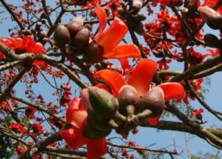 Silk Cotton Tree (SEMUL ) BOMBAX Malabaricum Seeds  