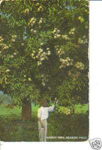 Mango Tree Bearing Fruit vintage Jamaica postcard 1900s  