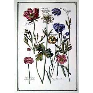  Johan De Bry   De Bry Flowers I Hand Colored Beauty