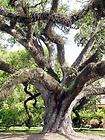   Live oak exotic ornamental florida tree bonsai seed 20 seeds
