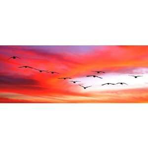 Canadian Geese in Flight at Sunset Photo Canvas (Full Color) (17H x 
