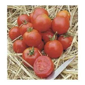  Stupice Tomato 4 Plants   Very Early/ Exceptional Taste 