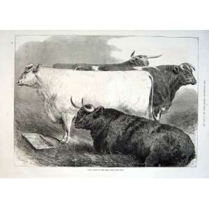  Prize Cattle Smithfield Show Antique Print 1875