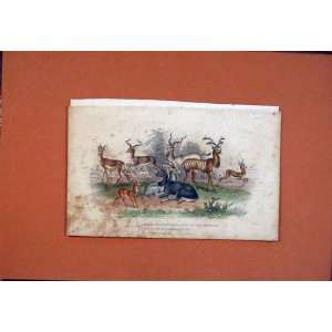   Koodoo Laddax Antelope Buck Hand Colored Antique Print