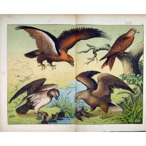 Kite Birds Prey Schubert Nature 1878 Colour Print