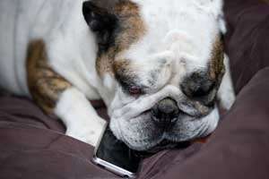 This is a picture of a dog picking up a cellphone