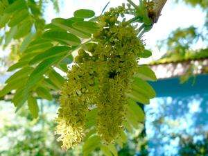   triacanthos Honey Locust Highly Ornamental & Ethnobotanical Seeds