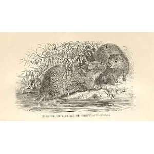 Musquash Or Musk Rat 1862 WoodS Natural History 