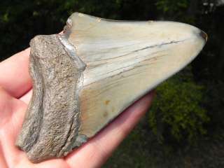 75e Megalodon fossil shark tooth SUPREME WHALE KILLER  