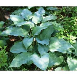  Krossa Regal Hosta Patio, Lawn & Garden