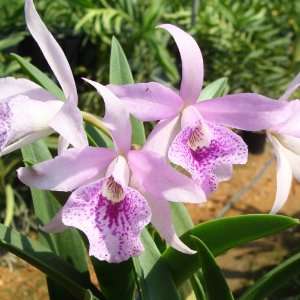  C304 Orchid Plant Bc Maikai Mayumi HCC/AOS Pot Pack 