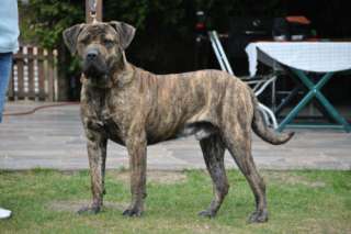 Dogo Canario Rüde ,, Django  in Brandenburg   Nauen  Hunde 