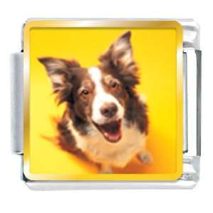  Border Collie Dog Animal Photo Italian Charms Bracelet 