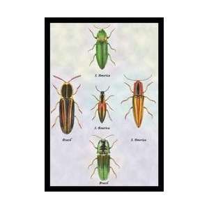 South American Beetles #1 20x30 poster 