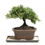 green mound juniper outdoor the natural movement of this tree s trunk 