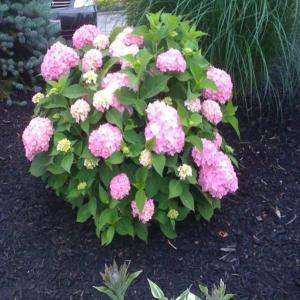 OnlinePlantCenter All Summer Beauty Hydrangea Shrub H306013 at The 