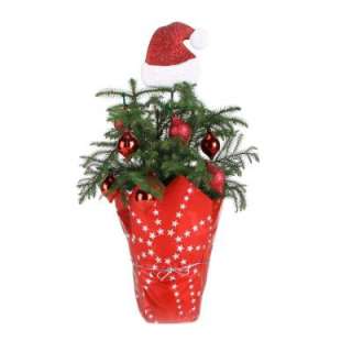 Costa Farms Living Pine Tree 6 in. Norfolk Island Red Decorations with 