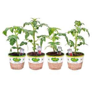 Bonnie Plants Organic 5 In. Patio Tomato Assortment (4 Plants) PATIO 