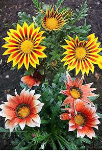 Gazania / Mittagsgold Multicolormischung   12 Samen  