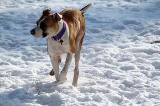     Milbertshofen   Am Hart  Hunde & Zubehör   Kleinanzeigen