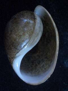 seashell Bulla ampulla LARGE 46 54mm Gem/F+++  