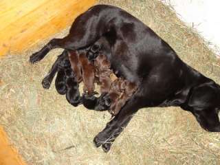 Reinrassige Labradorwelpen  in Thüringen   Walpernhain  Hunde 