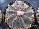   multicostatum 10 ribs myriostigma cacti rare cactus seed 50 SEEDS