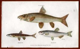 Shaw Fish Barbel, Minow & Bleak species. c1809  