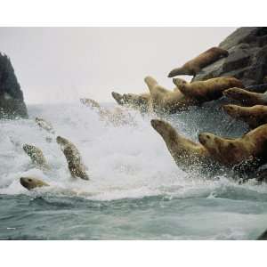  National Geographic, Leaping Sea Lions, 16 x 20 Poster 