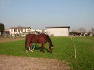 Pensione per cavalli in paddock a San Pietro in Gu    Annunci