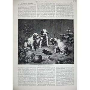    1889 Fine Art Reichert Puppy Dogs Dead Animal Mole