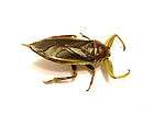   Yujin Kaiyodo Giant Water Scorpion Beetle Bug Insect Gashapon Figure