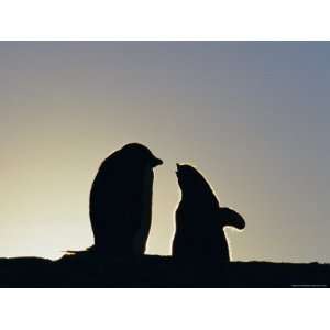  Silhouette of Adelie Penguin and Chick, Antarctica, Polar 